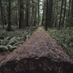 cropped-cathedral-grove8